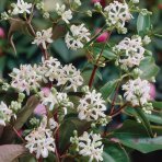 Heptakodium jasmínovité (Heptacodium miconioides) - výška 110-140 cm, kont. C10L